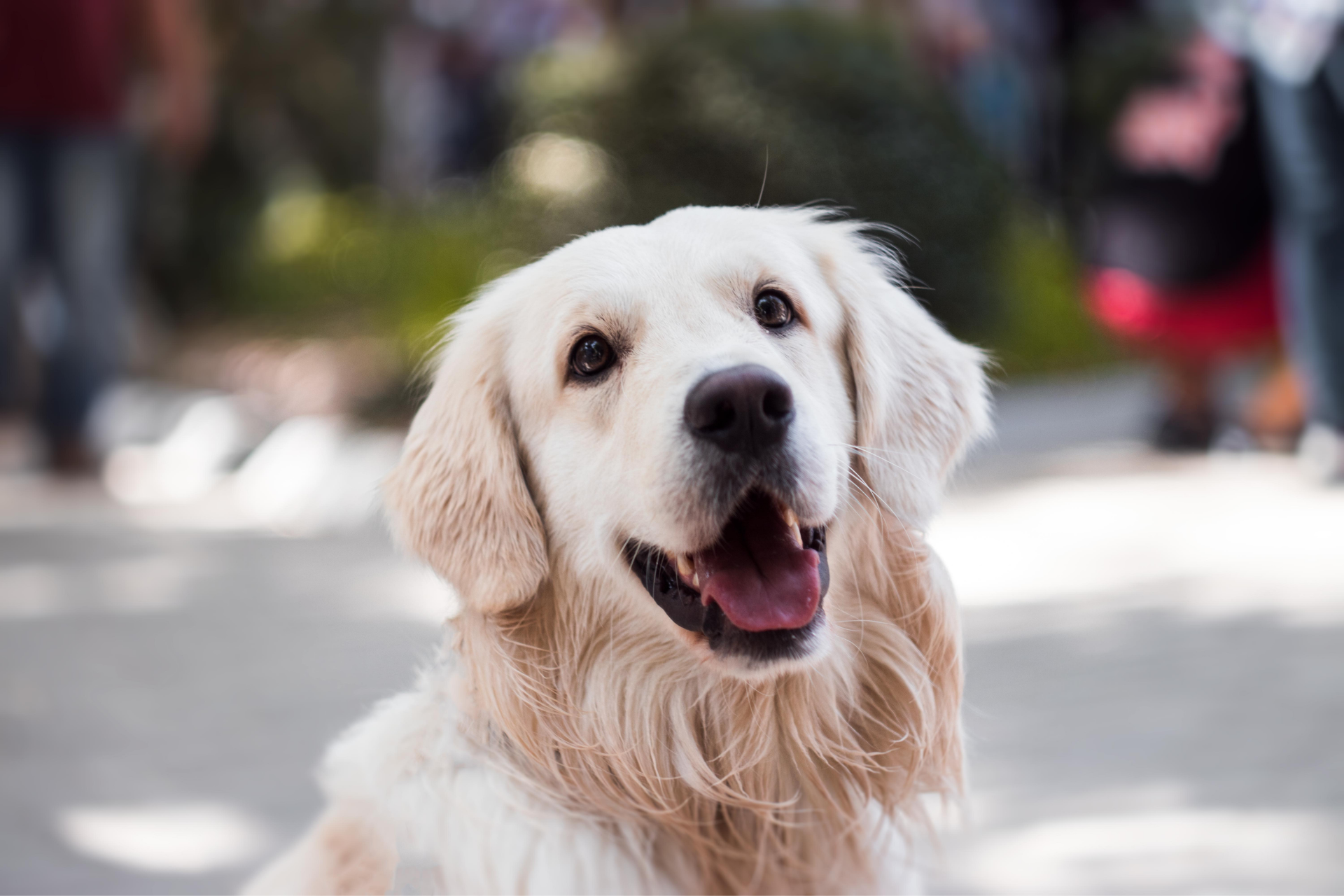 Prevenzione randagismo: sabato 25 microchip day al centro Porta Nuova