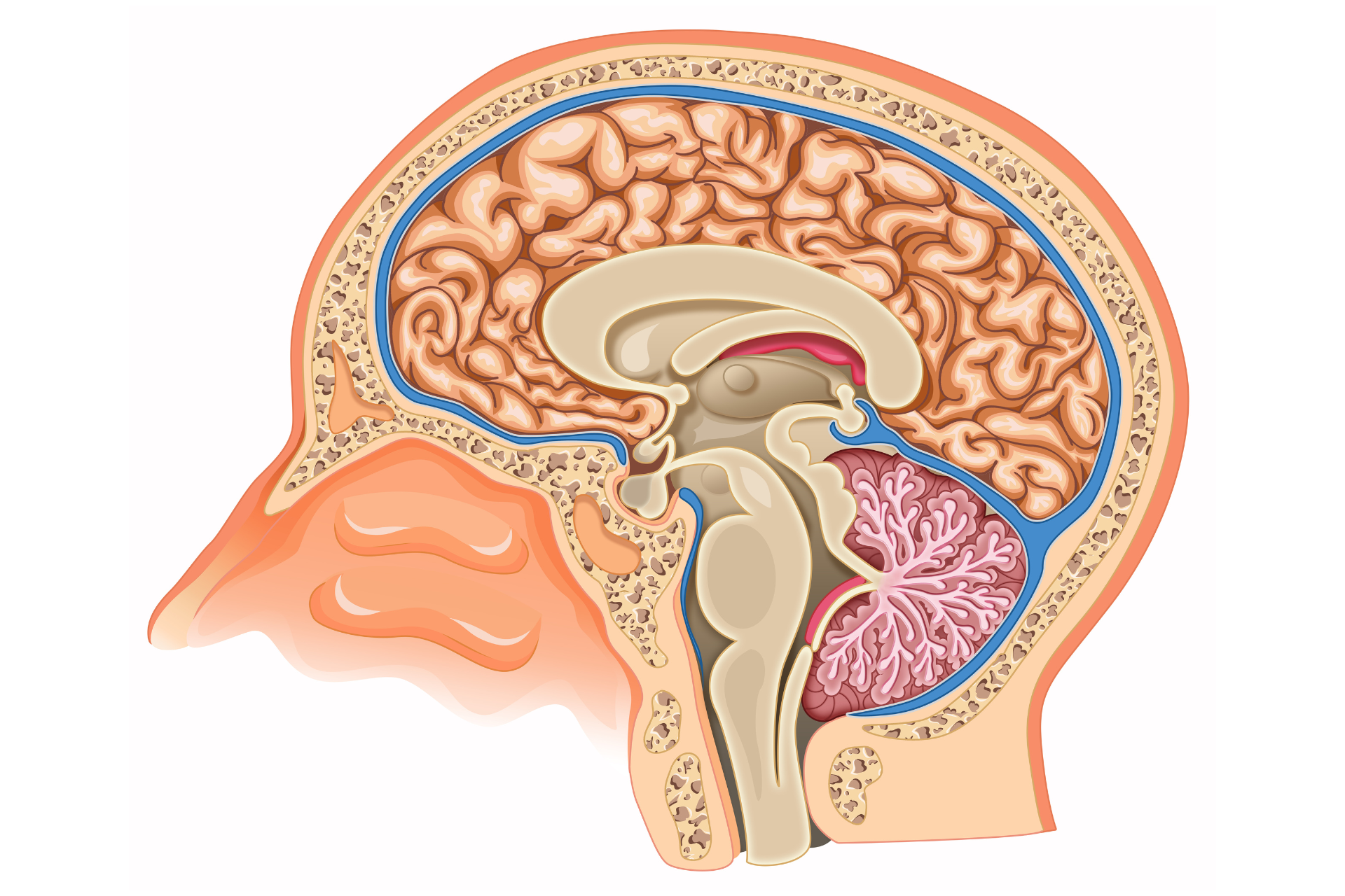 Neurologia