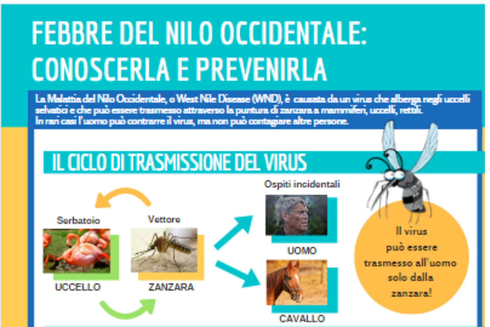 Febbre del Nilo, potenziata la rete di prevenzione e sorveglianza