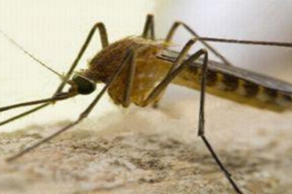 Febbre del Nilo, un decesso e un nuovo caso