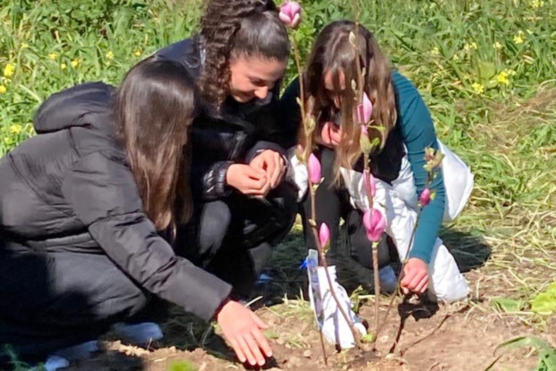 tre studentesse piantano le magnolie nel giardino dell'hospice