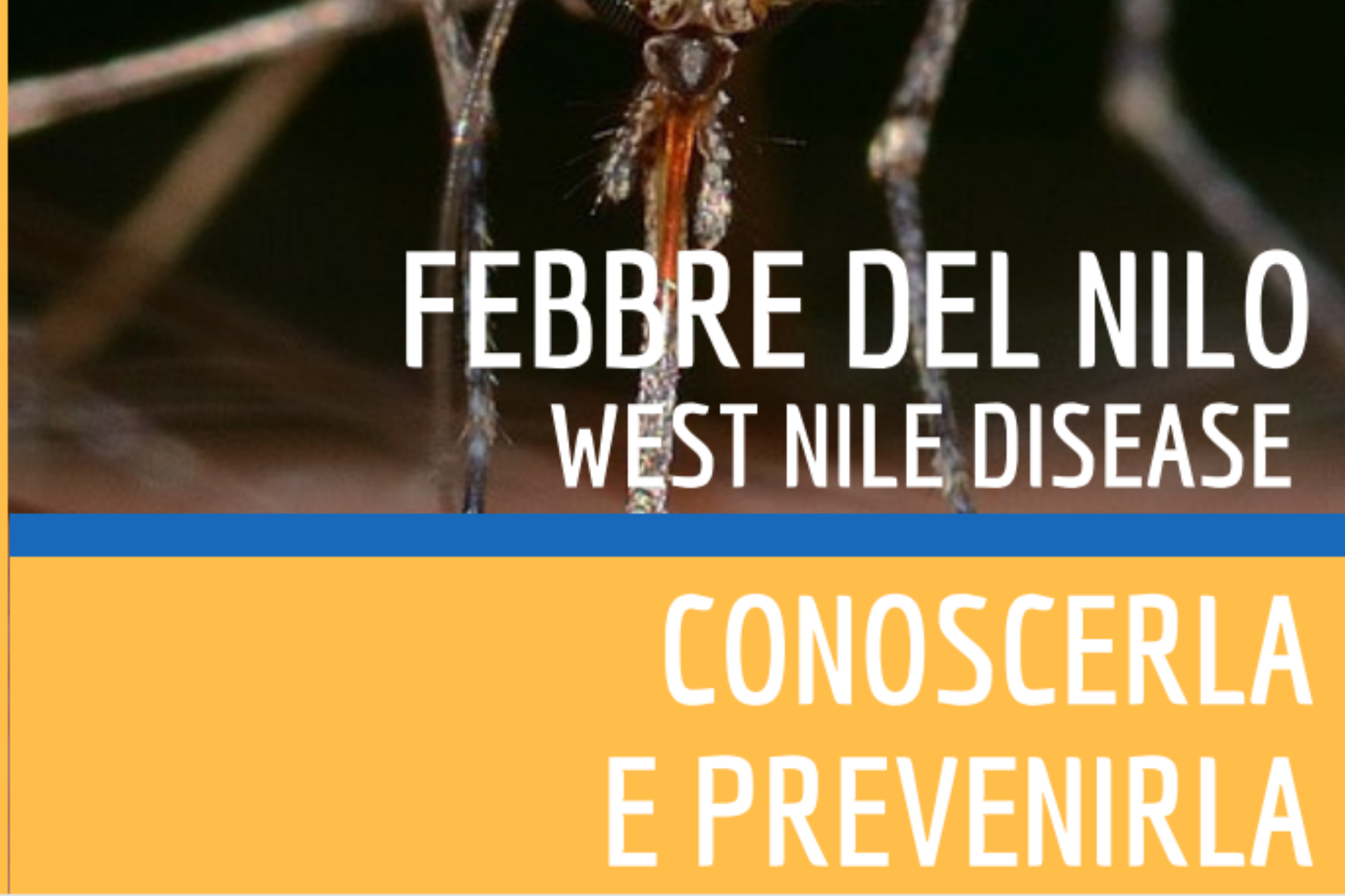 Febbre del Nilo occidentale: come proteggersi dal virus Febbre del Nilo occidentale: come proteggersi dal virus