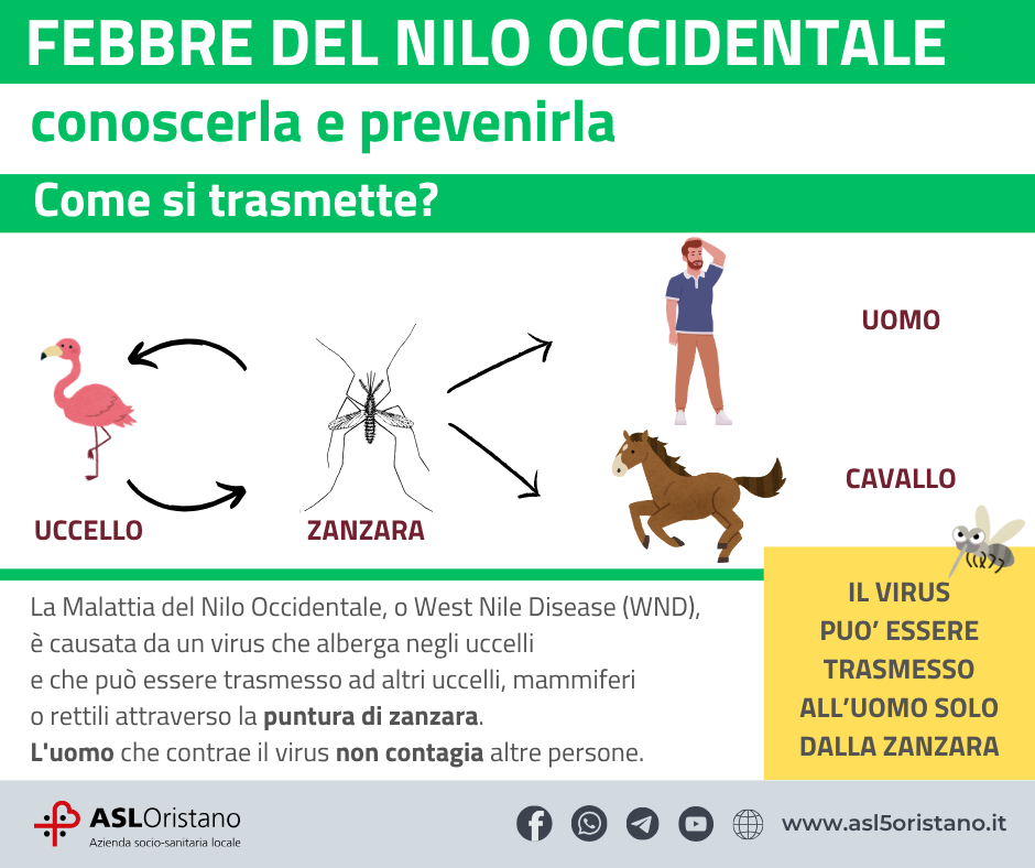 Febbre del Nilo, salgono a 33 i casi umani nell’oristanese