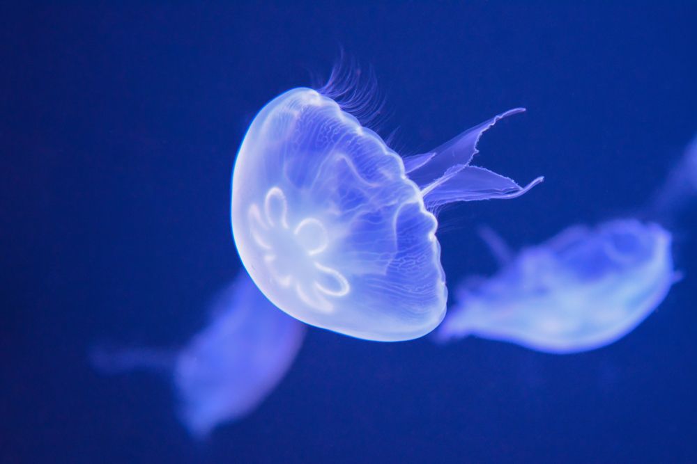 “Occhio alle punture di medusa”: parlano i nostri dermatologi “Occhio alle punture di medusa”: parlano i nostri dermatologi