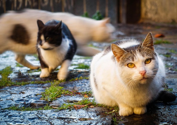 74 colonie feline in provincia di Oristano: “L’impegno della Asl 5”