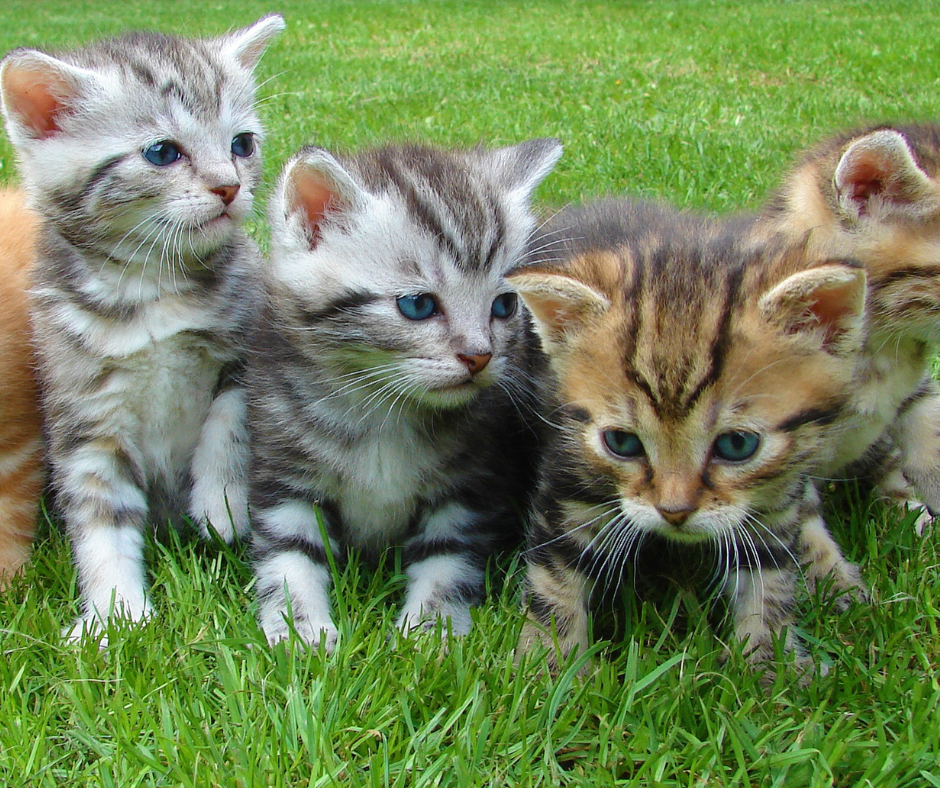 Sterilizzazioni dei gatti: interventi prorogati al 31 dicembre 2025