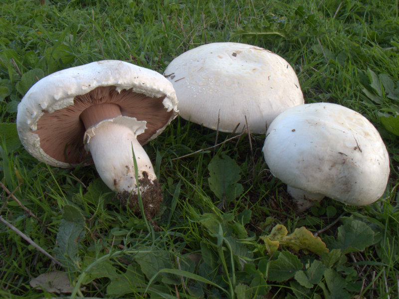 Consumo sicuro dei funghi: c’è l’Ispettorato micologico