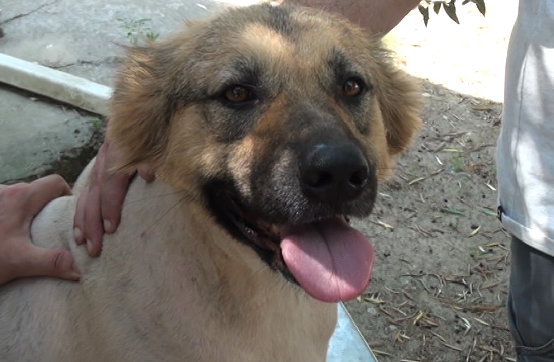 “Occhio alla rabbia”: tutti i consigli del Servizio di Anagrafe Canina